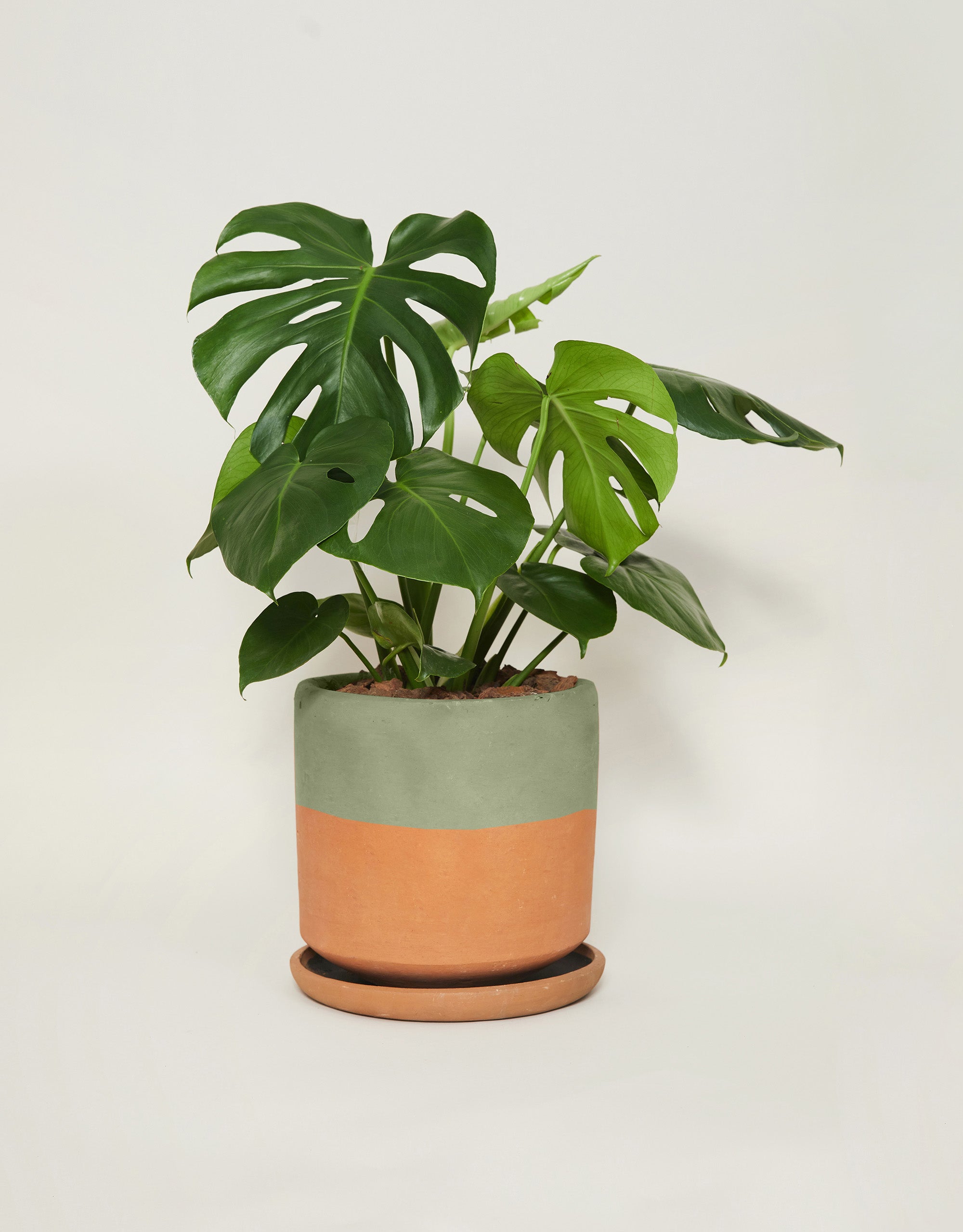 Monstera deliciosa (Con maceta y plato)