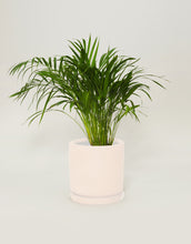 Cargar imagen en el visor de la galería, Palma areca (Con maceta y plato)
