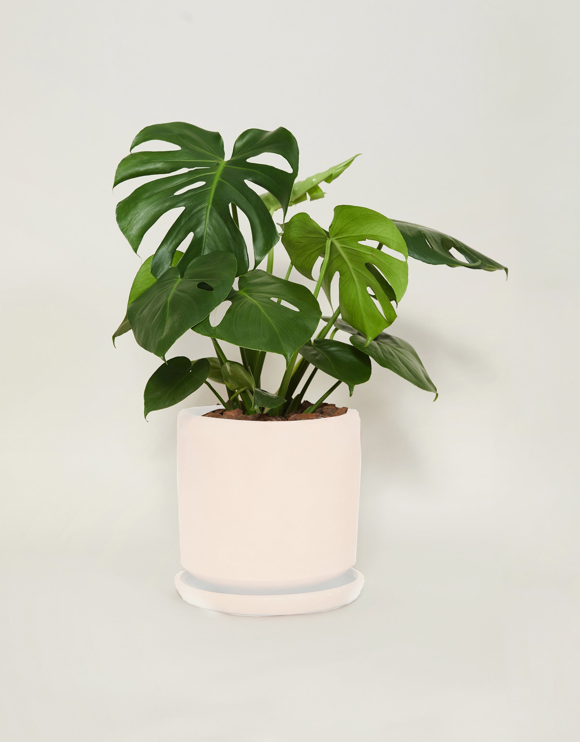 Monstera deliciosa (Con maceta y plato)