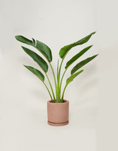 Cargar imagen en el visor de la galería, Ave Viajera (Con maceta y plato)
