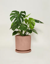 Cargar imagen en el visor de la galería, Monstera deliciosa (Con maceta y plato)
