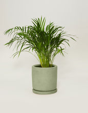 Cargar imagen en el visor de la galería, Palma areca (Con maceta y plato)
