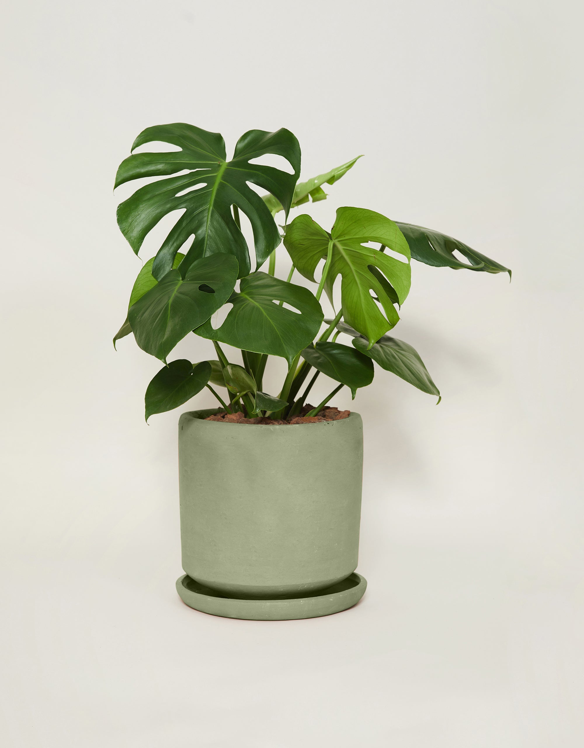 Monstera deliciosa (Con maceta y plato)