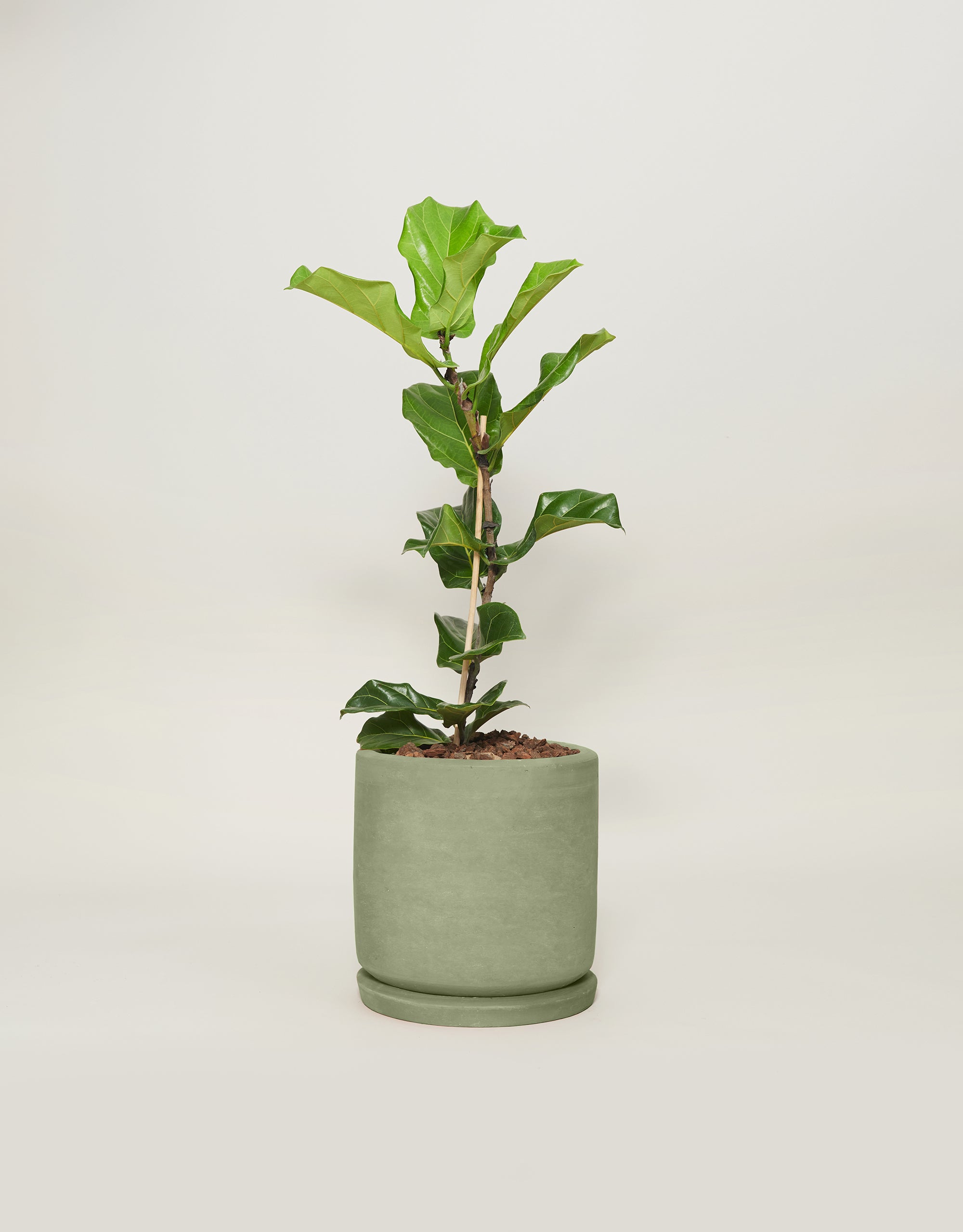 Pandurata (Con maceta y plato)